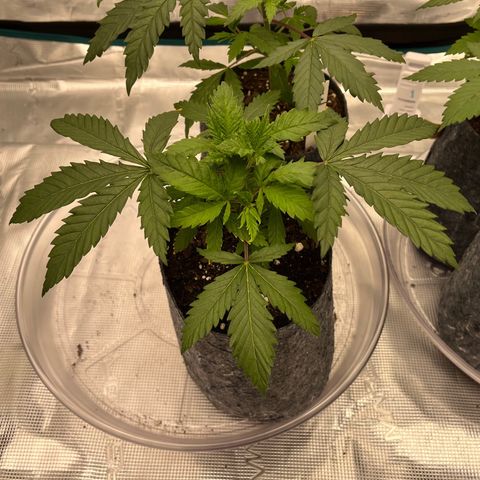 Pineapple Express P1 growlog photo: 11:30pm