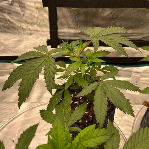 Pineapple Express P2 growlog photo: 11:30pm
