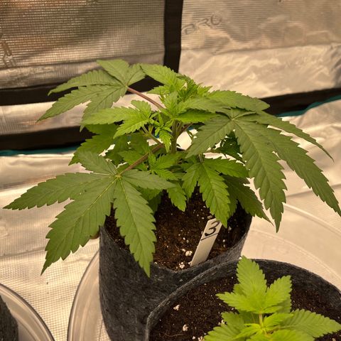 Pineapple Express P3 growlog photo: 11:30pm