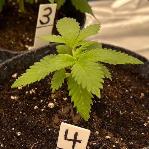 Pineapple Express P4 growlog photo: 11:30pm