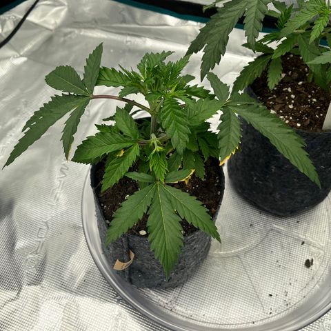 Pineapple Express P1 growlog photo: 10:30am- topping took well, potassium deficiency is running a little rampant. Applying nutes tonight 