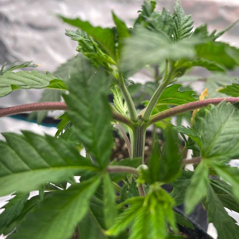 Pineapple Express P1 growlog photo: 10:30am- topping took well, potassium deficiency is running a little rampant. Applying nutes tonight 