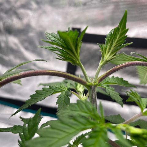 Pineapple Express P2 growlog photo: 10:30am- topping took well, potassium deficiency is starting to show. Applying nutes tonight.