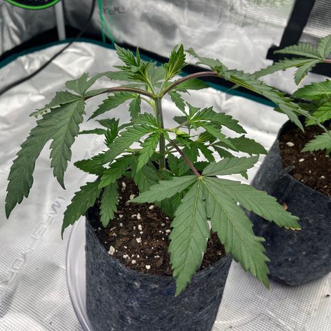 Pineapple Express P2 growlog photo: 10:30am- topping took well, potassium deficiency is starting to show. Applying nutes tonight.