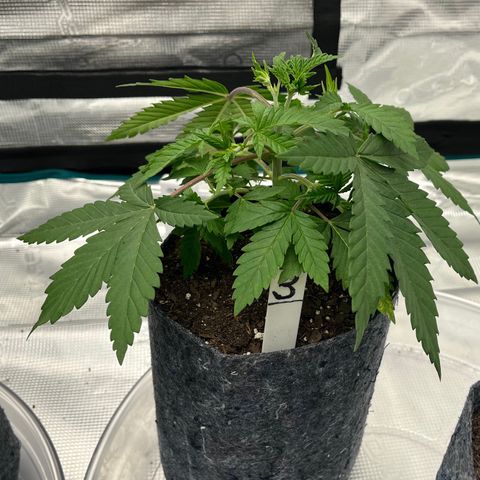 Pineapple Express P3 growlog photo: 10:30am- topping took well!  Looking a lolol droopy, watering tonight when lights come on.