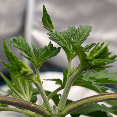 Pineapple Express P3 growlog photo: 10:30am- topping took well!  Looking a lolol droopy, watering tonight when lights come on.
