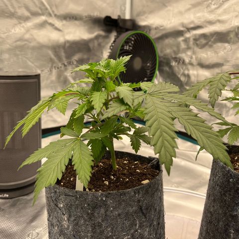 Pineapple Express P1 growlog photo: 7pm- pre H2O