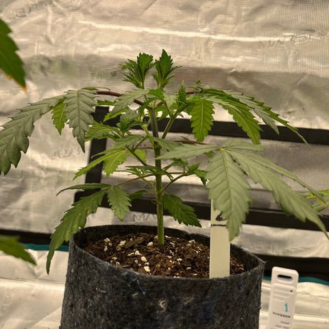 Pineapple Express P2 growlog photo: 7pm- pre H2O