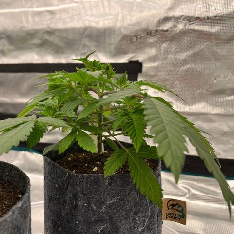 Pineapple Express P3 growlog photo: 7pm- pre H2O