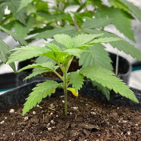 Pineapple Express P4 growlog photo: 7pm- pre H2O