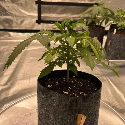 Pineapple Express P1 growlog photo: 7:30- post H2O