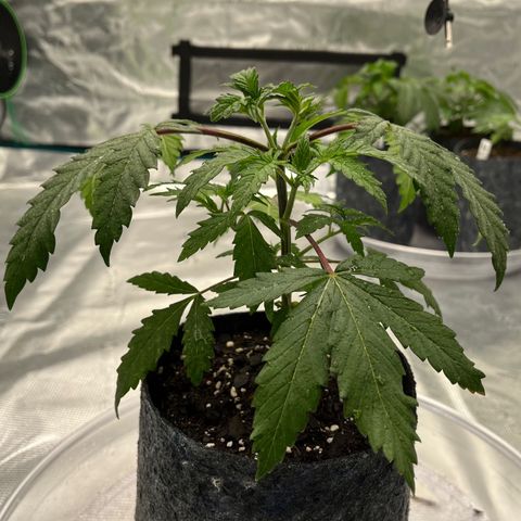 Pineapple Express P2 growlog photo: 7:45- post H2O