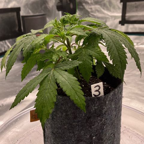 Pineapple Express P3 growlog photo: 7:45- post H2O