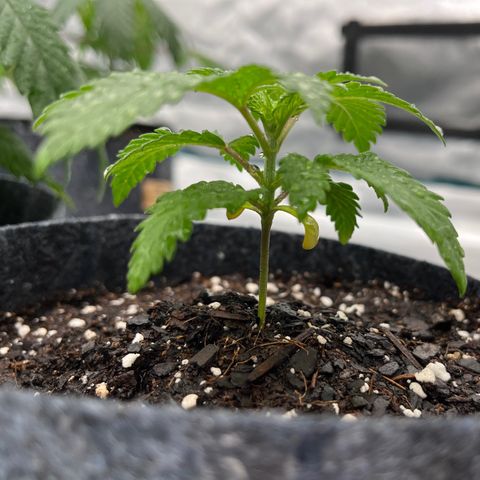 Pineapple Express P4 growlog photo: 8:00pm- post H2O