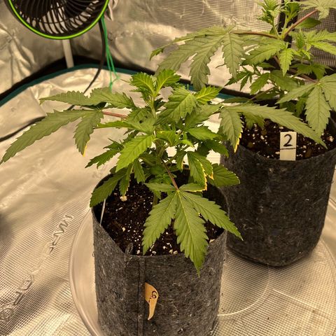 Pineapple Express P1 growlog photo: 11:59pm