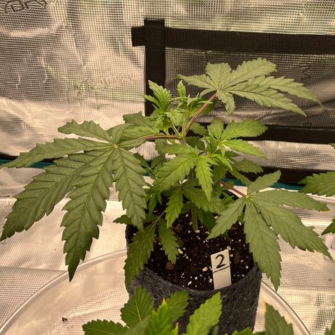 Pineapple Express P2 growlog photo: 11:59pm