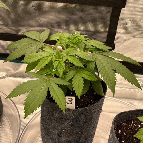 Pineapple Express P3 growlog photo: 11:59pm