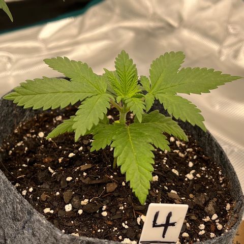 Pineapple Express P4 growlog photo: 11:59pm