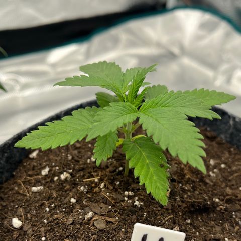 Pineapple Express P4 growlog photo: 10:30am