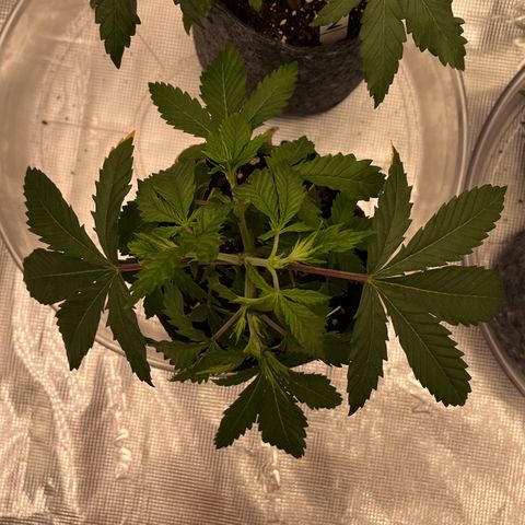 Pineapple Express P1 growlog photo: 10:45am- little droopy after the last water, probably gonna start fresh with new water  tomorrow.