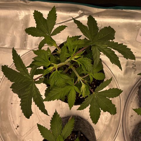 Pineapple Express P2 growlog photo: 10:45am- little droopy after the last water, probably gonna start fresh with new water  tomorrow.