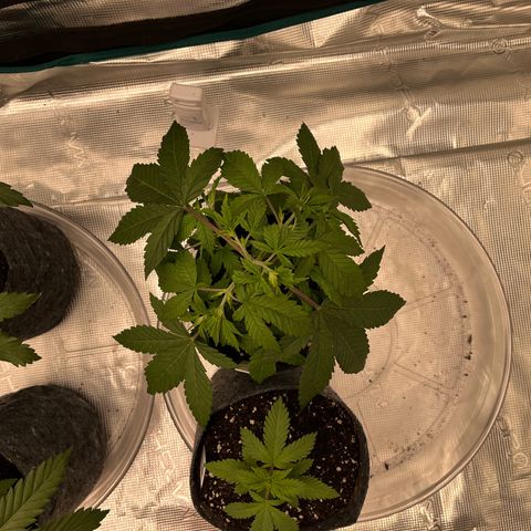 Pineapple Express P3 growlog photo: 10:45am- little droopy after the last water, probably gonna start fresh with new water  tomorrow.
