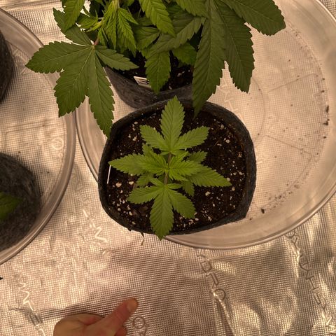 Pineapple Express P4 growlog photo: 10:45am- this little mf the only one who doesn’t seem to have hated the water mix
