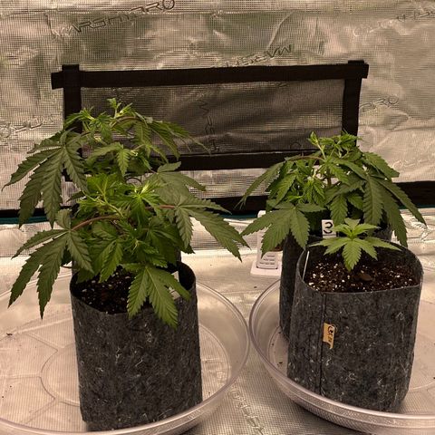 Pineapple Express P3 growlog photo: 10:45am- little droopy after the last water, probably gonna start fresh with new water  tomorrow. P4 is the only one who isn’t drooping post water.