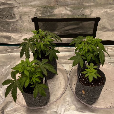 Pineapple Express P3 growlog photo: 5pm- 
P1 & P3 look a little less droopy but still have wet soil.
P2 still looks mad droopy but has the driest soil…?
P4 still gooning with 2nd most dry soil.