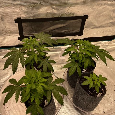 Pineapple Express P3 growlog photo: 11pm-everybody got a spritz of the new 700ppm H20, full water tomorrow. Looking pretty good all things considered. 