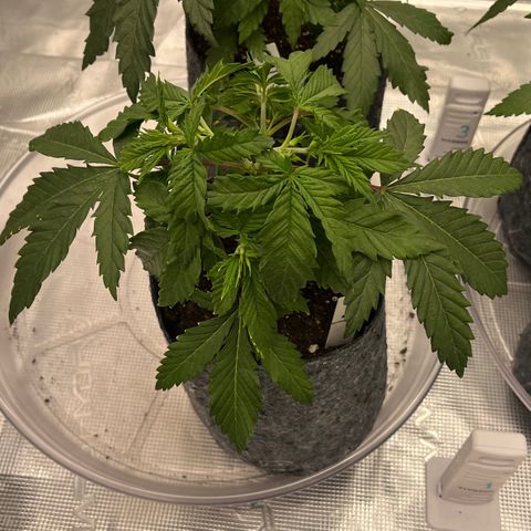 Pineapple Express P1 growlog photo: 10:45am - watering tonight 