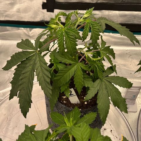 Pineapple Express P2 growlog photo: 10:45am- watering tonight 