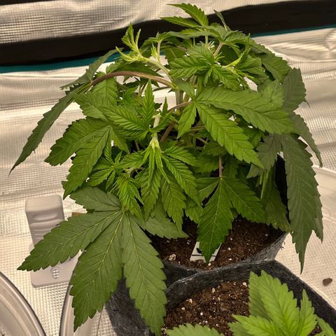 Pineapple Express P3 growlog photo: 10:45am- watering tonight 