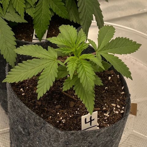 Pineapple Express P4 growlog photo: 10:45am- topping and watering tonight 
