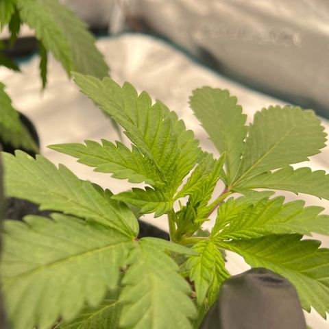 Pineapple Express P4 growlog photo: 5pm- pre top