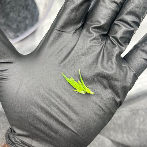 Pineapple Express P4 growlog photo: 5:05pm- post top