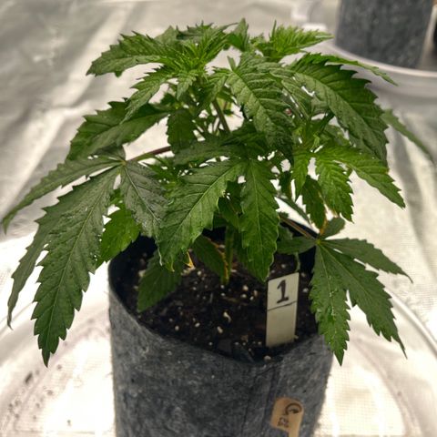 Pineapple Express P1 growlog photo: 6pm- Post Water
3 cups of 750ppm ~ 6.5pH H20 (with 1/2tsp of molasses)
