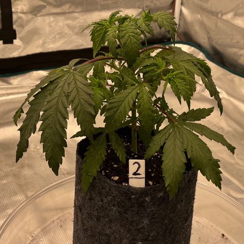 Pineapple Express P2 growlog photo: 6pm- Post Water
3 cups of 750ppm ~ 6.5pH H20 (with NO molasses)