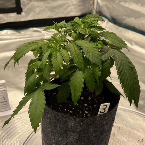 Pineapple Express P3 growlog photo: 6pm- Post Water
3 cups of 750ppm ~ 6.5pH H20 (with 1/2tsp of molasses)
