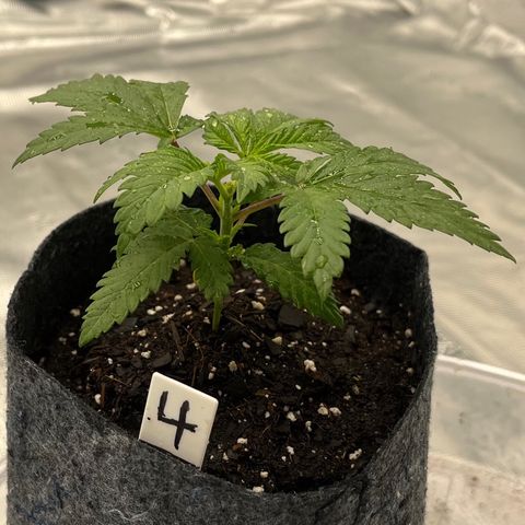 Pineapple Express P4 growlog photo: 6pm- Post Water
2.5cups of 750ppm ~ 6.5pH H20 (with NO molasses)
