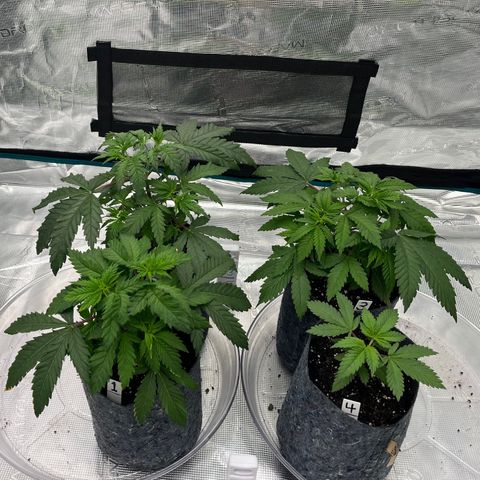 Pineapple Express P3 growlog photo: 11pm- all drooping parties are looking less so now. Wonder if it could have something to do with me blasting them with higher ppm water than I thought I was.