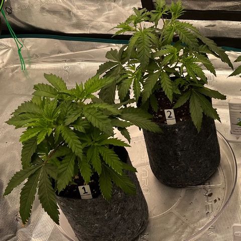 Pineapple Express P3 growlog photo: 5:30pm- first time measuring VPD, reading’s are pretty solid.