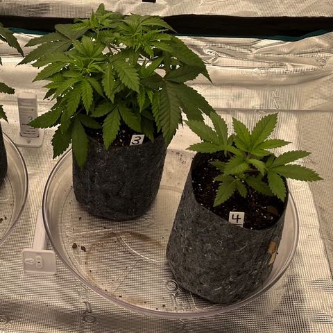 Pineapple Express P3 growlog photo: 5:30pm- first time measuring VPD, reading’s are pretty solid.