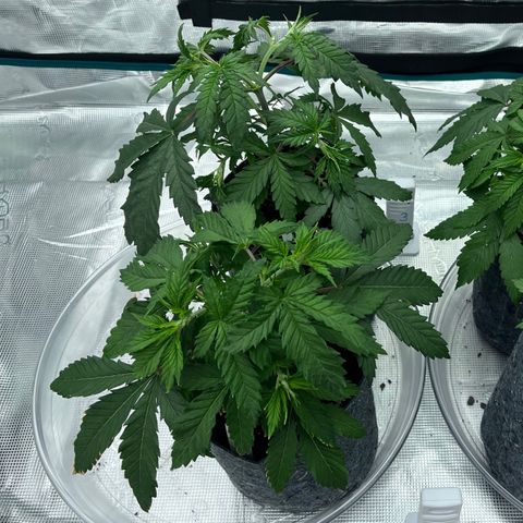 Pineapple Express P3 growlog photo: 10:15am- 
P1 & P2 (Left) are looking a little droopier than I’d like to see. 
P3 & P4 aren’t too bad, least of all P4.
Wondering if it’s something to do with the environment/heat since Phenos closest to space heater are the most affected of the 4… looking into VPD later.