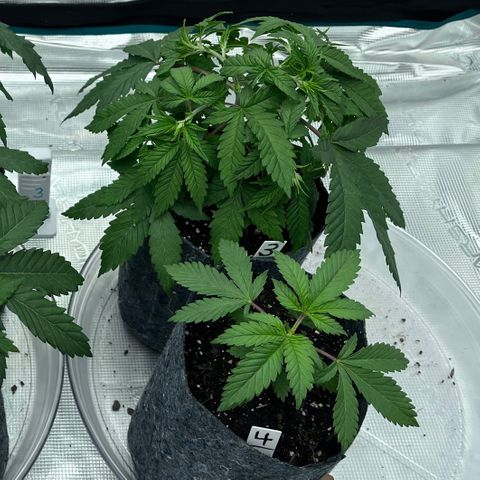 Pineapple Express P3 growlog photo: 10:15am- 
P1 & P2 (Left) are looking a little droopier than I’d like to see. 
P3 & P4 aren’t too bad, least of all P4.
Wondering if it’s something to do with the environment/heat since Phenos closest to space heater are the most affected of the 4… looking into VPD later.