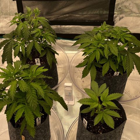 Pineapple Express P3 growlog photo: 5:30pm- errbody got their own runoff trays, mf finna start measuring the runoff to see if it is different from top water. Hoping the  runoff measures less EC and similar pH.