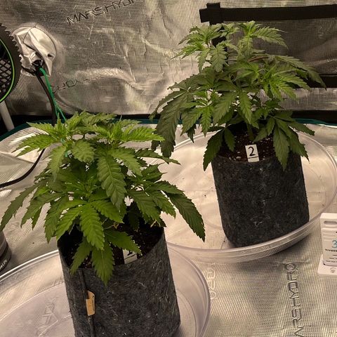 Pineapple Express P3 growlog photo: 9:30pm- 
Lookathat! Much less droop, let’s keep an eye on VPD from now on.