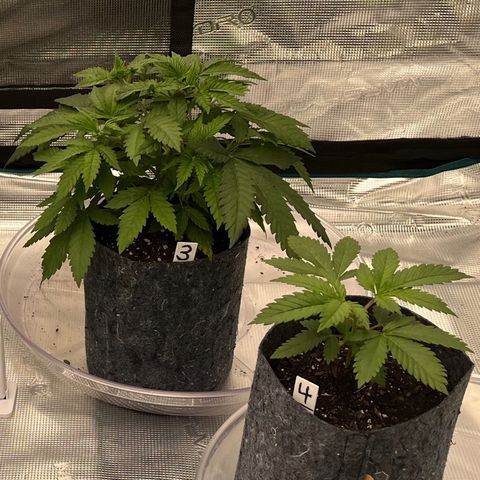 Pineapple Express P3 growlog photo: 9:30pm- 
Lookathat! Much less droop, let’s keep an eye on VPD from now on.