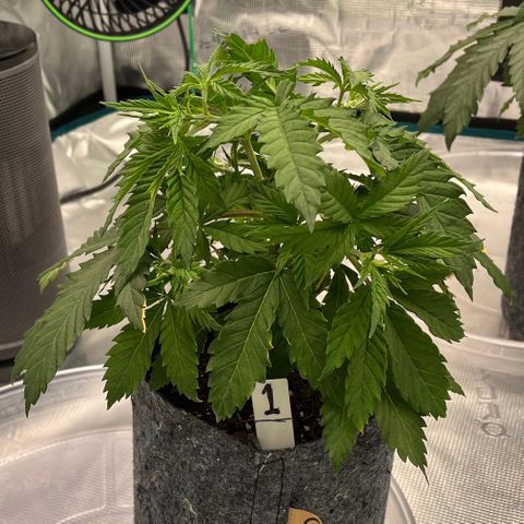 Pineapple Express P1 growlog photo: 10:30am- still looking little droopy to me.. I’m gonna flush the medium with distilled water later and measure runoff, then follow it with lower intensity nutrient water 1.4EC ≈ 1ppt. Color looks pretty decent though, just appears stressed imo. 