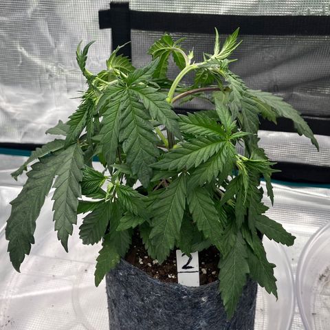 Pineapple Express P2 growlog photo: 10:30am- still looking little droopy to me.. I’m gonna flush the medium with distilled water later and measure runoff, then follow it with lower intensity nutrient water 1.4EC ≈ 1ppt. Color looks a little dark though, appears stressed imo. 
